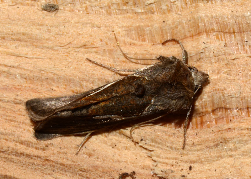 Noctuidae Macdunnoughia confusa ?